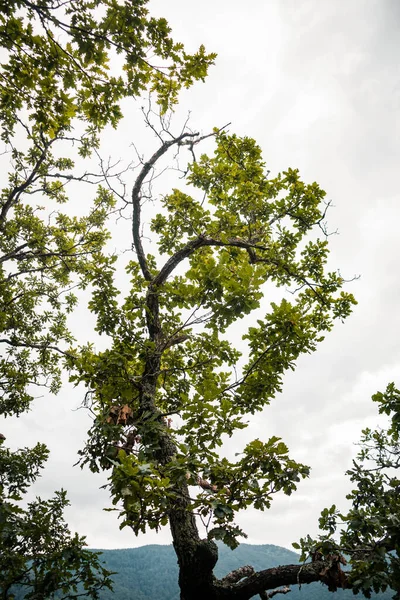 Plano Vertical Árbol Con Hojas Verdes — Foto de Stock