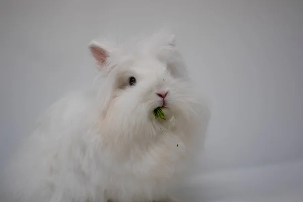 Otları Yiyen Sevimli Beyaz Bir Tavşan — Stok fotoğraf