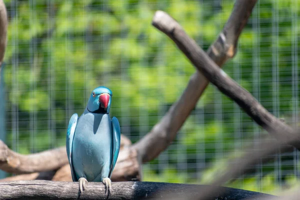 Tiro Foco Seletivo Papagaio Colar Azul Galho Árvore Seca — Fotografia de Stock
