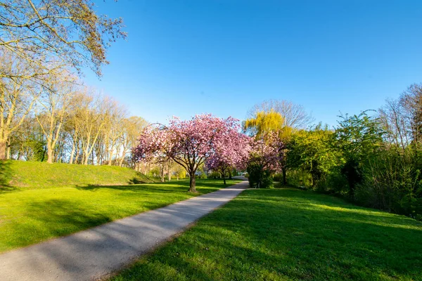 Een Prachtig Park Emden Duitsland Met Bloeiende Bomen Bij Zonsondergang — Stockfoto