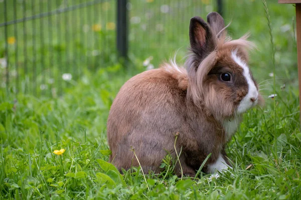 Selektiv Fokusbild Söt Liten Kanin — Stockfoto