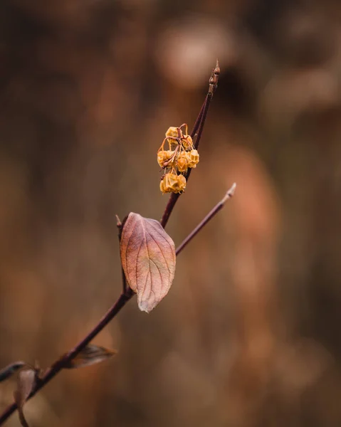 Bir Dalın Üzerindeki Kahverengi Yaprağın Seçici Odak Noktası — Stok fotoğraf