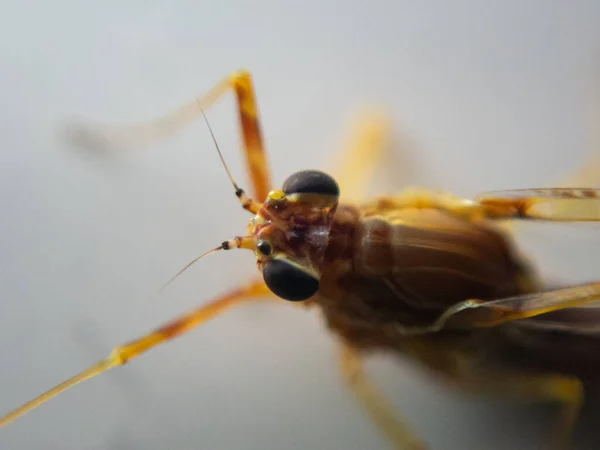 Närbild Isonychia Bicolor Insekt Vit Yta — Stockfoto