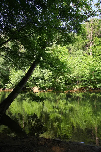 昼間に撮影された森の中の川の垂直ショット — ストック写真
