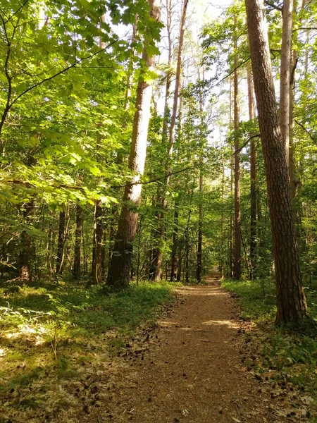 Plan Vertical Une Forêt — Photo