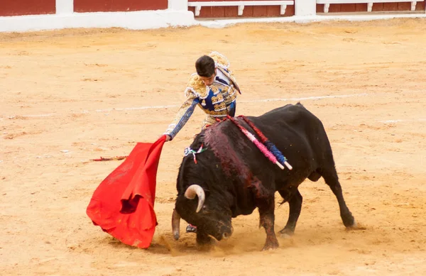 Plasenc Espanha Junho 2015 Bullfight Matador Alejandro Talavante Plaza Toros — Fotografia de Stock