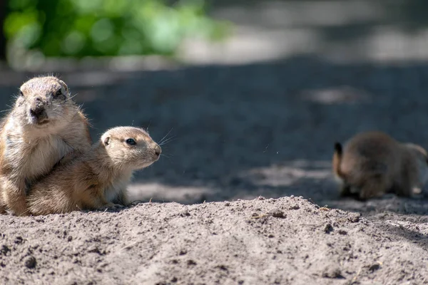 Schöne Aufnahme Eines Präriehundes Sand — Stockfoto