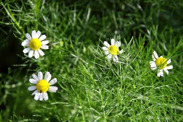 Uma Vista Hipnotizante Belas Margaridas Oxeye Florescendo Campo — Fotografia de Stock