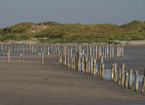 聖ピーター騎士団の浜の木の棒 — ストック写真