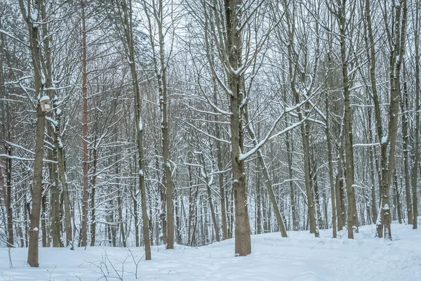 Ένα Όμορφο Τοπίο Ενός Δάσους Καλυμμένου Χιόνι Πολλά Γυμνά Δέντρα — Φωτογραφία Αρχείου