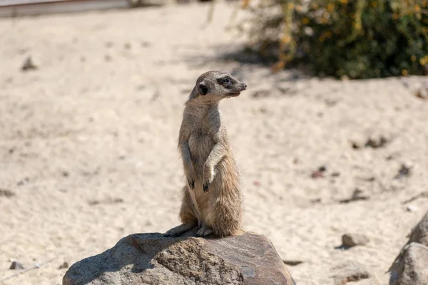 Ένα Επιλεκτικό Πλάνο Εστίασης Του Meerkat Μια Πέτρα Στη Φύση — Φωτογραφία Αρχείου