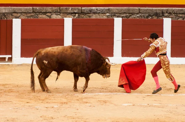 Plasencia Espanha Junho 2015 Luta Touros Matador Miguel Angel Perera — Fotografia de Stock