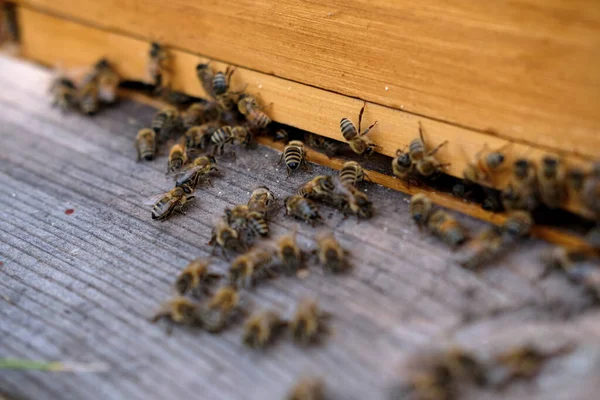 Eine Nahaufnahme Von Bienen Neben Einem Stock — Stockfoto