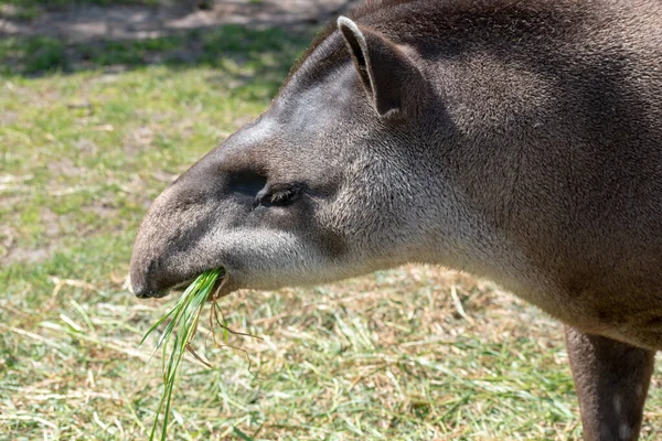 A closeup of a tapir eating grass outdoors during daylight — Stock Image Closeup Tapir Eating Grass Outdoors Daylight Royalty Free Stock Photos