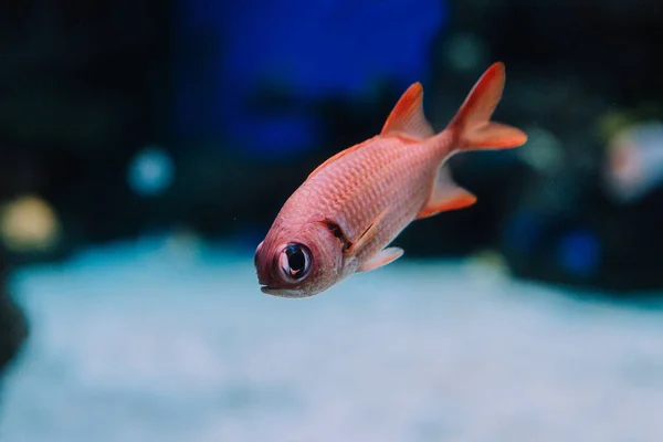 Een Close Opname Van Een Kleine Oranje Vis Die Het — Stockfoto