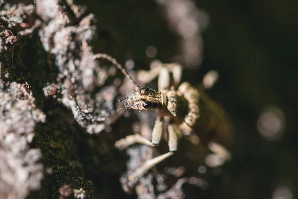 Een Macro Shot Van Een Gele Worm Kruipend Het Zand — Stockfoto