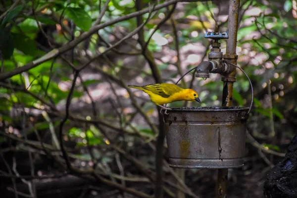 一只美丽的藏红花雀从水桶里喝水的特写镜头 — 图库照片