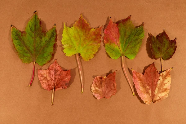 ベージュ地に孤立した美しい紅葉 — ストック写真