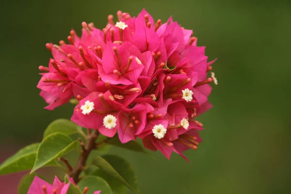 Primer Plano Hermosas Flores Bougainvillea Rosa Sobre Fondo Verde Borroso —  Fotos de Stock