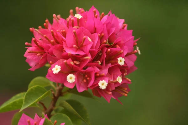 Gros Plan Belles Fleurs Roses Bougainvilliers Sur Fond Vert Flou — Photo