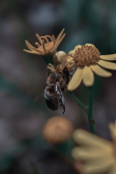 Eine Nahaufnahme Der Biene Beim Bestäuben Der Blume — Stockfoto