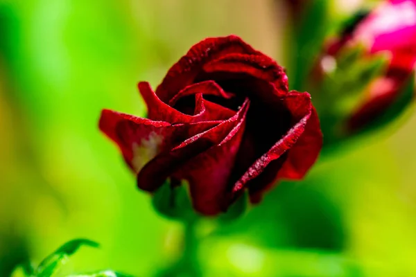 Prise Vue Grand Angle Une Rose Rouge Dans Jardin Capturé — Photo