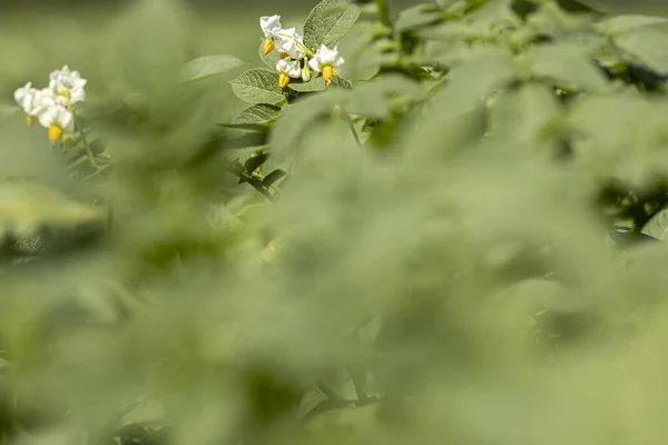 Bílé Žluté Květy Brambor Poli Zemědělské Půdy Rozostřenými Rostlinami Popředí — Stock fotografie