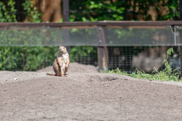 Tiro Seletivo Foco Dos Cães Pradaria Jardim Zoológico — Fotografia de Stock