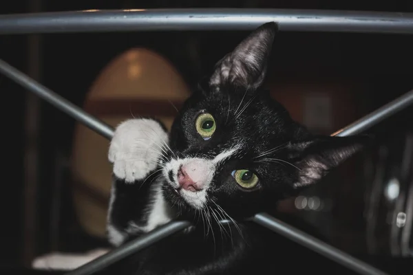 Een Closeup Van Een Speelse Kat Kijkend Naar Camera — Stockfoto