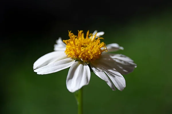 Närbild Kamomill — Stockfoto