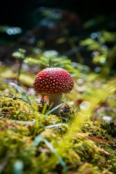 Vertikální Záběr Muškařské Houby Lese — Stock fotografie