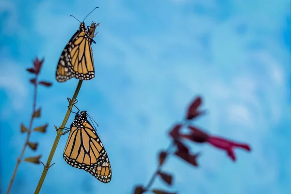 Detailní Záběr Monarch Butterfly Růžové Šalvěji Modře Tónovaným Pozadím — Stock fotografie