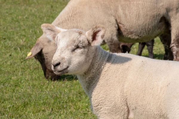 Ein Nahaufnahme Porträt Eines Kleinen Süßen Lammes Mit Einem Smiley — Stockfoto