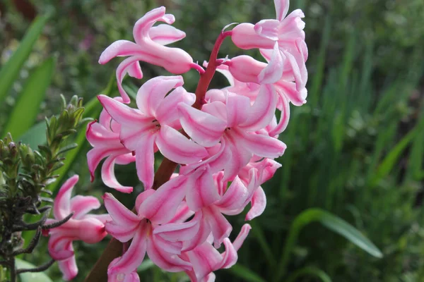 Selektivní Ostření Záběr Růžové Hyacinth Květiny — Stock fotografie