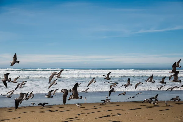 Beautiful Shot Flock Birds Beach — Stock Photo, Image