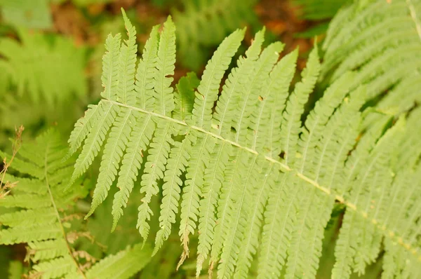 Closeup Shot Leaves — Stock Photo, Image