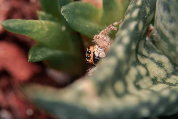 Tiro Macro Uma Pequena Aranha Uma Folha Aloé Vera — Fotografia de Stock