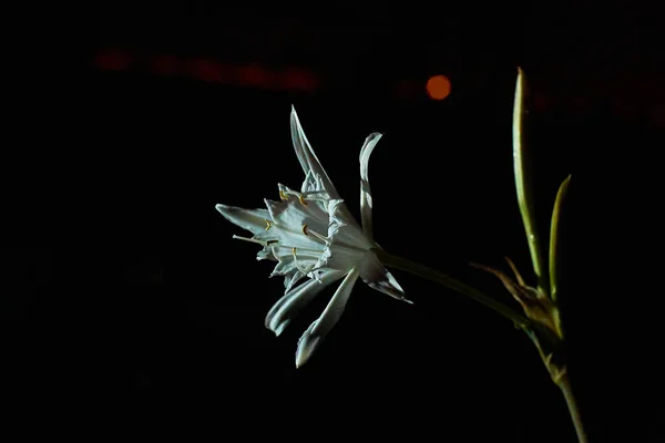 Flor Narciso Del Mar Bellamente Florecido Por Noche — Foto de Stock