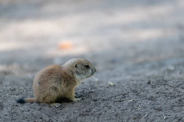 Primer Plano Pequeño Perro Lindo Pradera Suelo Seco Durante Día — Foto de Stock