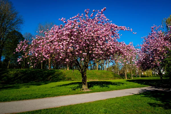 Parktaki Kiraz Ağacının Göz Hizasında Bir Görüntüsü — Stok fotoğraf