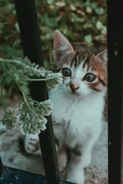 배경이 들판에서 귀엽고 고양이의 — 스톡 사진