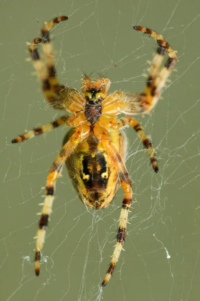 蜘蛛网上有条纹的蜘蛛的垂直照片 — 图库照片