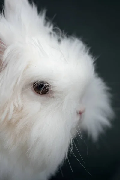 Eine Nahaufnahme Des Gesichts Eines Niedlichen Weißen Flauschigen Kaninchens — Stockfoto