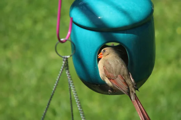 Gros Plan Oiseau Mangeant Une Mangeoire — Photo