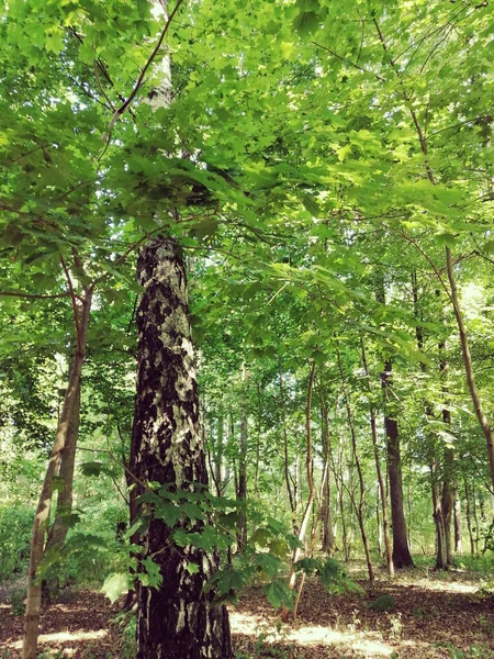 Tiro Vertical Uma Floresta — Fotografia de Stock