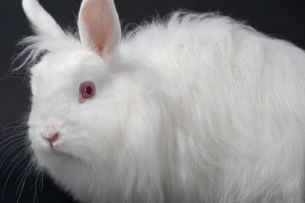 Primer Plano Conejo Blanco Con Fondo Oscuro —  Fotos de Stock