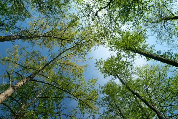 Een Lage Hoek Opname Van Bomen Een Park — Stockfoto