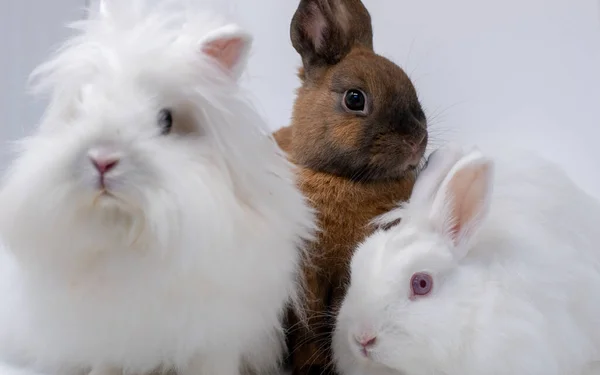 Портрет Очаровательных Кроликов Белом Фоне — стоковое фото