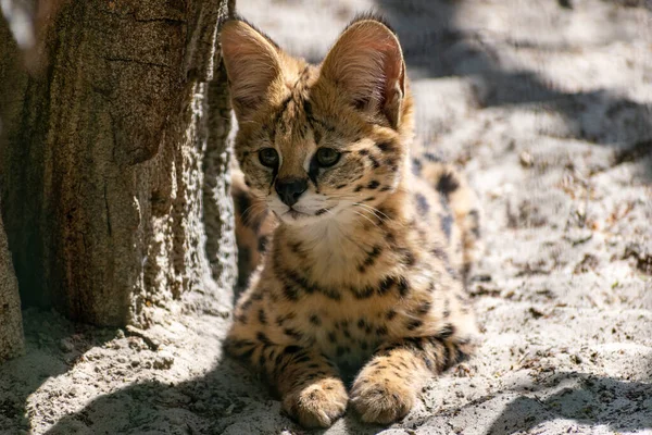 Szelektív Fókusz Felvétel Egy Aranyos Serval Földön — Stock Fotó