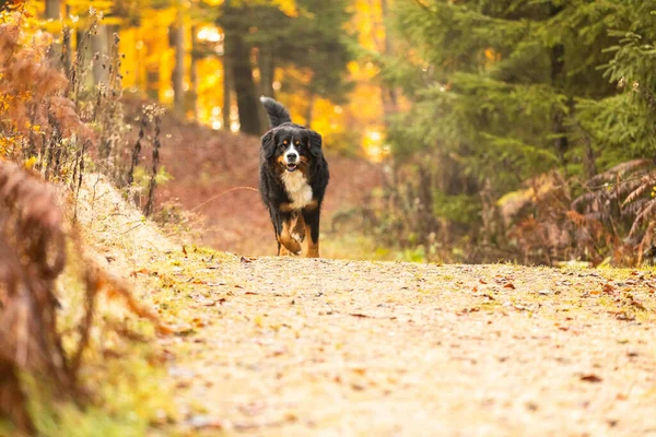 Ein Niedlicher Berner Sennenhund Geht Park Spazieren — Stockfoto